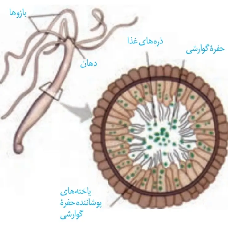 حفره گوارشی در هیدر | گفتار3 زیست دهم