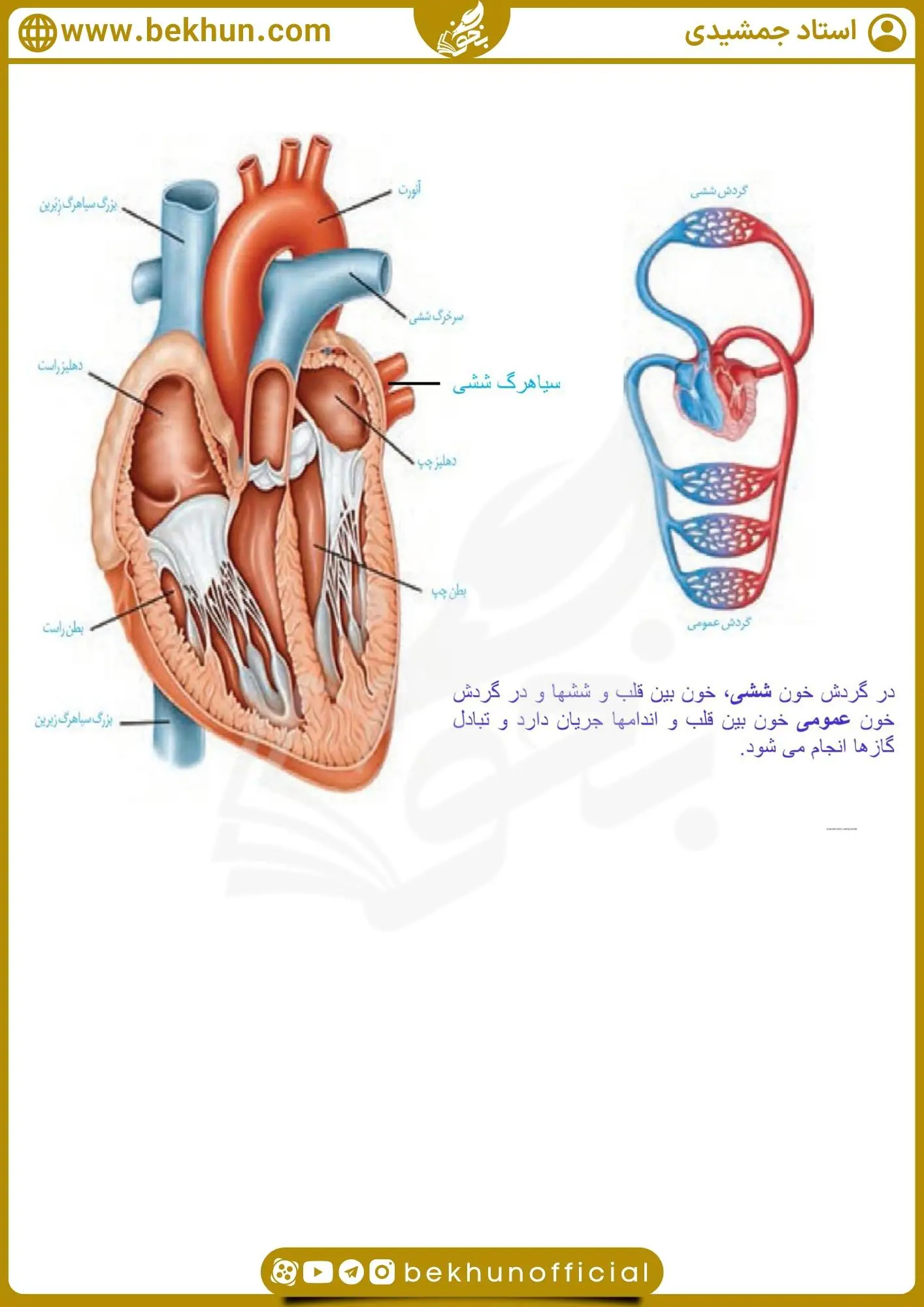 جزوه فصل چهار زیست دهم 16 کتاب نوشت زیست دهم فصل چهارم