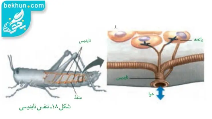 تنفس نایدیسی فصل سوم زیست سال دهم