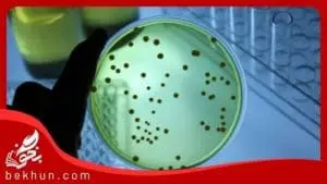 آخرین رتبه قبولی میکروبیولوژی