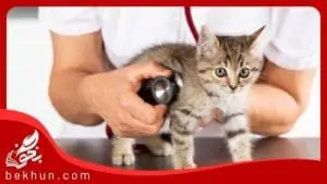 necessary rank for veterinary