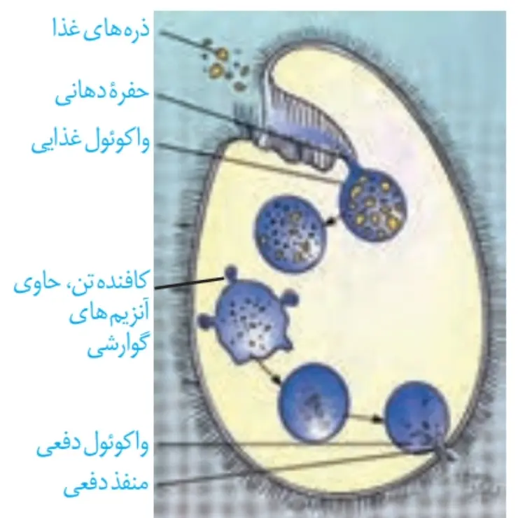 زیست دهم فصل دو| واکوئل گوارشی پارامسی