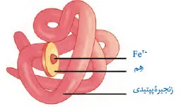 زنجیره پپتیدی-زیست دوازدهم