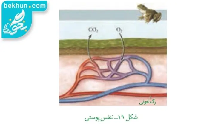 تنفس پوستی در جانداران زیست دهم