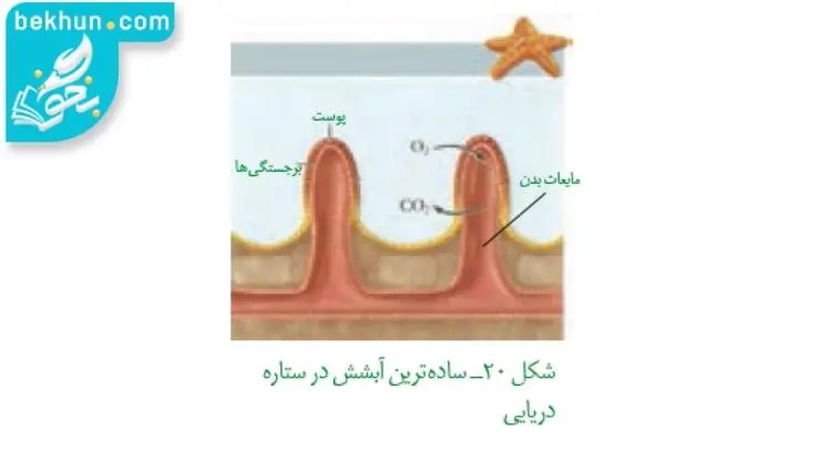 تنفس آبششی ستاره دریایی زیست دهم