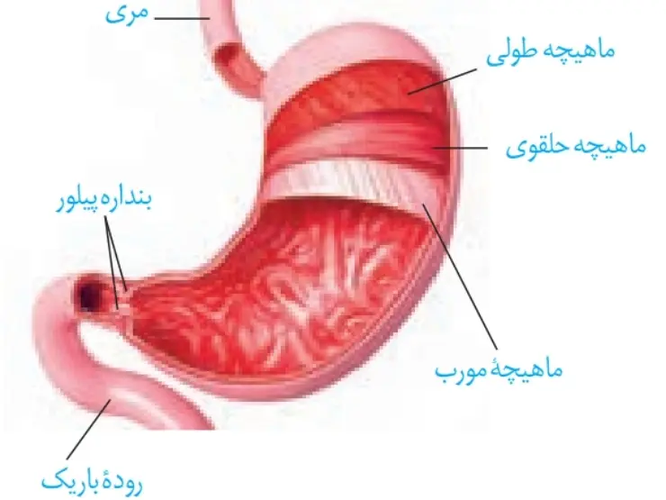گوارش در معده فصل دو زیست دهم