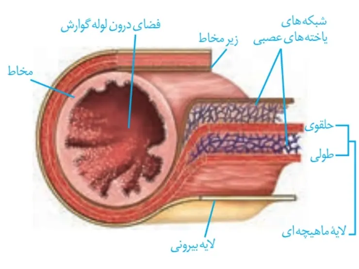 زیست دهم | ساختار لوله گوارش