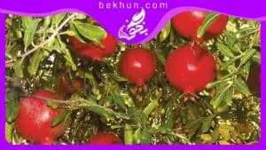 آموزش درس دوم عربی هفتم
