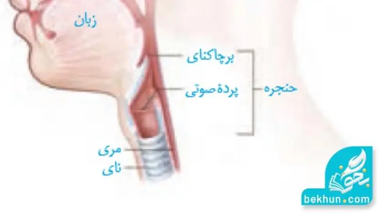 ساختار حلق و حنجره گفتار 1 فصل سوم زیست دهم