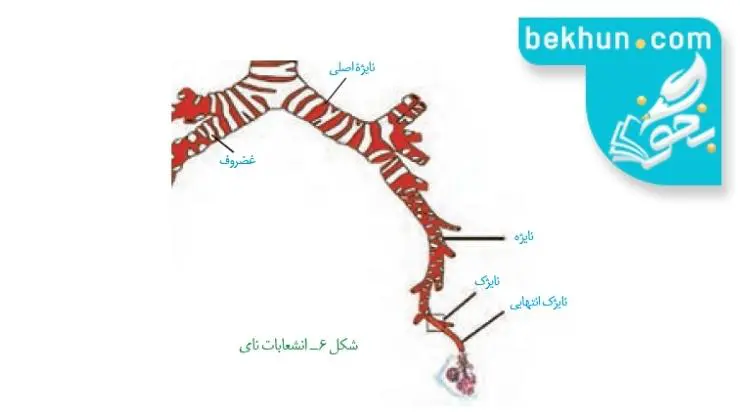 ساختار نایژه و نایژک فصل 3 زیست شناسی دهم